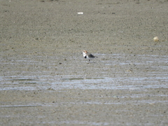 Charadrius falklandicus