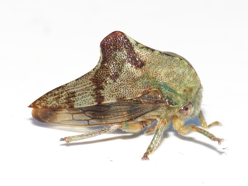 basswood treehopper