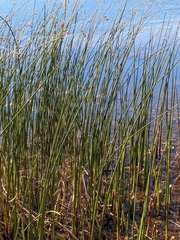 Schoenoplectus acutus