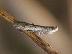 Phycitodes reliquellum