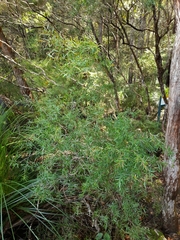 Melaleuca bracteata