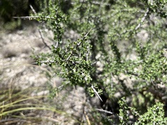 Condalia spathulata