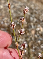 Eriogonum gracile