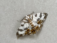 Pachyodes amplificata