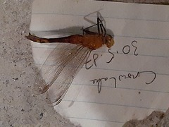 Sympetrum rubicundulum