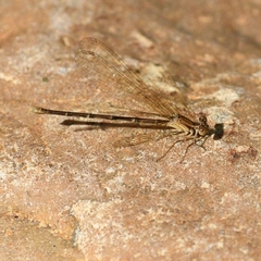 Argia