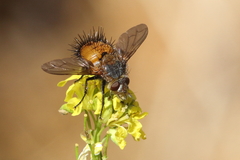 Protodejeania echinata