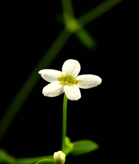 Euphorbia pubentissima