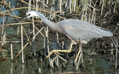 Egretta novaehollandiae novaehollandiae