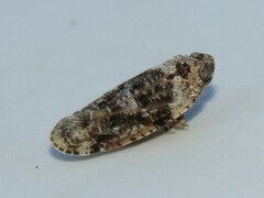 Catonia nava