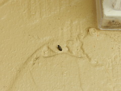 Glischrochilus quadrisignatus