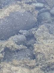 Rana boylii