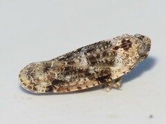 Catonia nava
