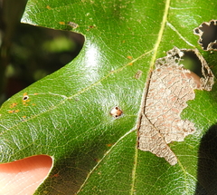 Cynipoidea