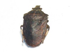 Amaurochrous cinctipes