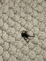 Kukulcania hibernalis