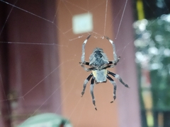 Parawixia