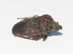 Amaurochrous cinctipes