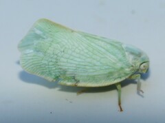 Flatormenis proxima