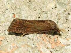 Pelochrista similiana