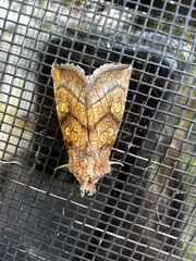 Papaipema impecuniosa