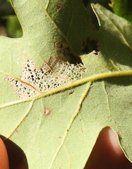 Cynipoidea