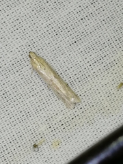 Homoeosoma nebulella