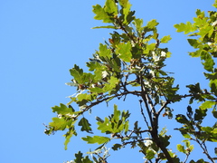 Quercus × eplingii