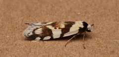 Oxythecta