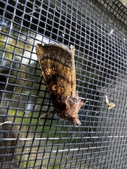 Papaipema impecuniosa