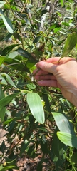 Acacia leiocalyx