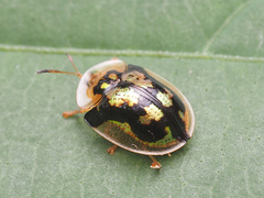 Deloyala guttata