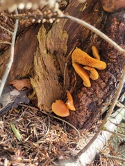 Gymnopilus penetrans