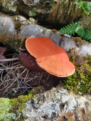 Trametes cinnabarina