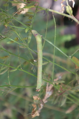 Biston betularia