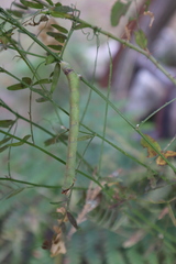 Biston betularia