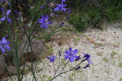 Pasithea caerulea