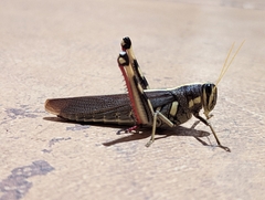 Schistocerca albolineata