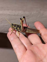 Schistocerca albolineata