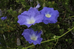 Nolana filifolia