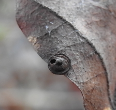 Cynipoidea