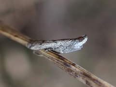 Phycitodes reliquellum