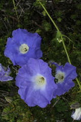 Nolana filifolia