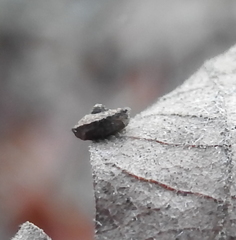 Cynipoidea