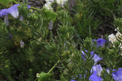 Nolana filifolia