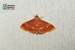 Pyrausta cruoralis