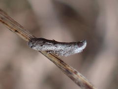 Phycitodes reliquellum