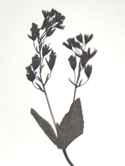 Veronica anagallis-aquatica