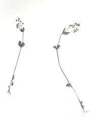 Veronica anagallis-aquatica