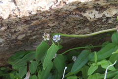 Diplolepis geminiflora